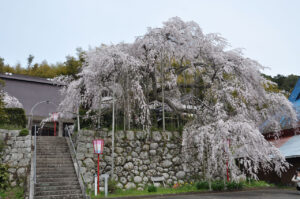 西舞鶴 瑠璃寺のしだれ桜(2025.4)