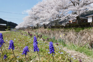 学校周辺の風景(2025.4)